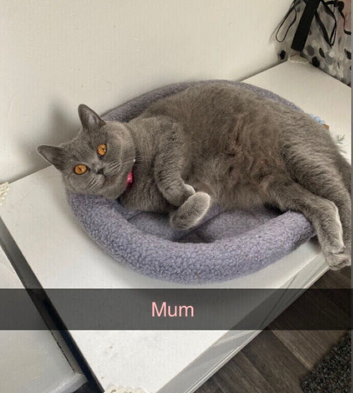 Blue British shorthaired kittens