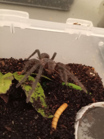 Turantula collection