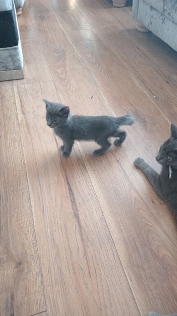 Russian  blue x maincoon