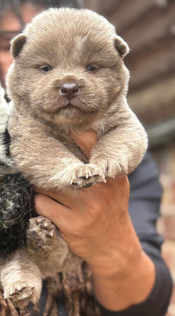 Last lilac male chow chow puppy