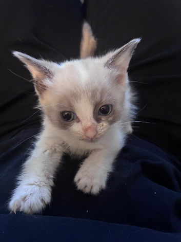 Half ragdoll kitten