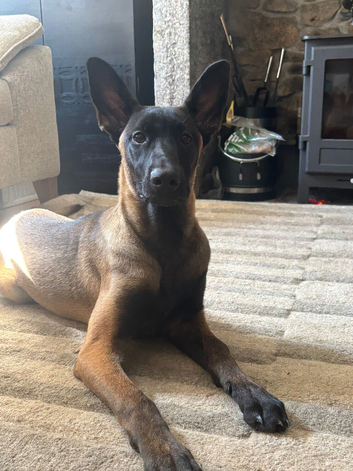 Belgian Malinois