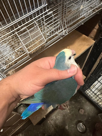 2X love bird for sale