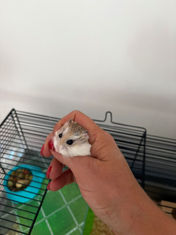 Roborovski hamster for adoption