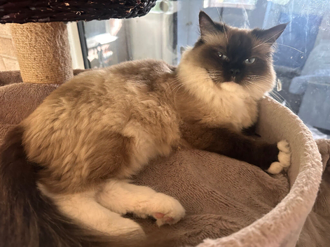Female Ragdoll