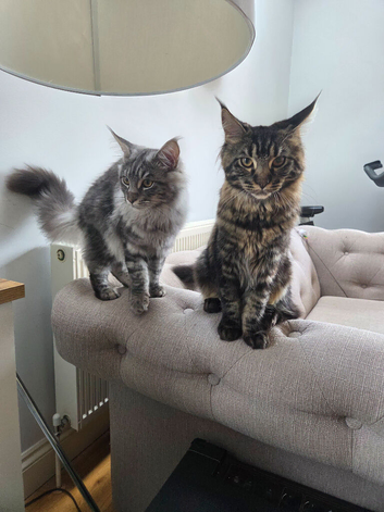 2 beautiful Maine Coon kittens looking for a home