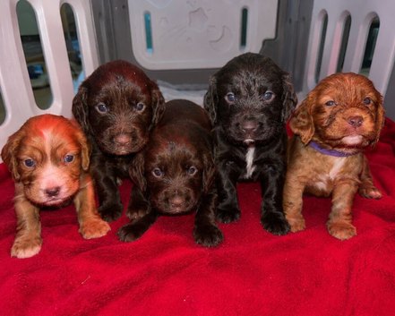 Kc registered working cocker spaniel puppies
