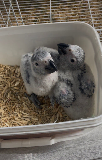 African grey babies for sale
