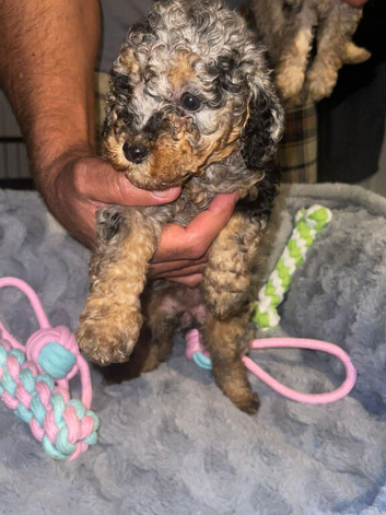 Litter of cockapoo puppies