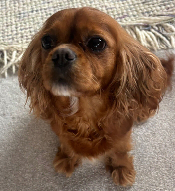 Lovely 5yr old ruby CKCS girl