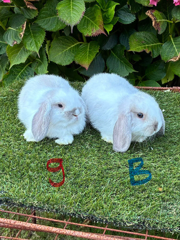 Pure bred mini lops baby rabbits .