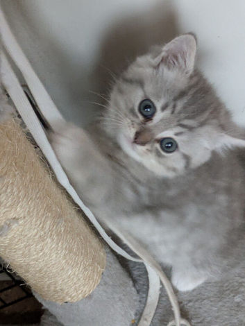 BRITISH SHORTHAIR CHINCHILLA/PERSIAN KITTENS