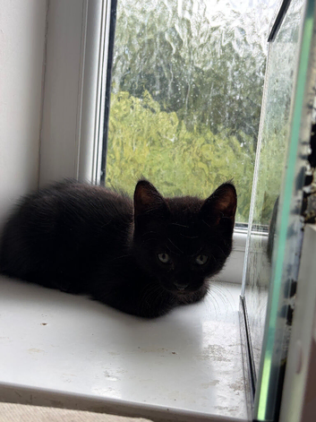 Kittens