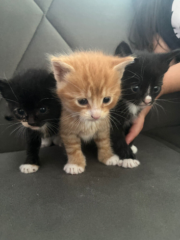 Mix breeds kittens