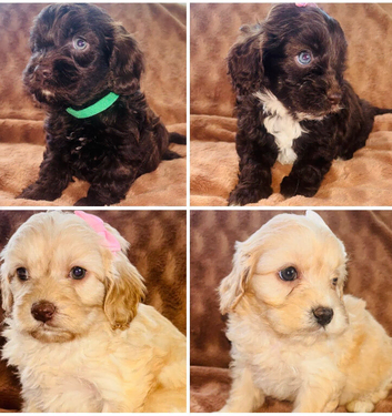 Beautiful F1 Cavapoo Puppies