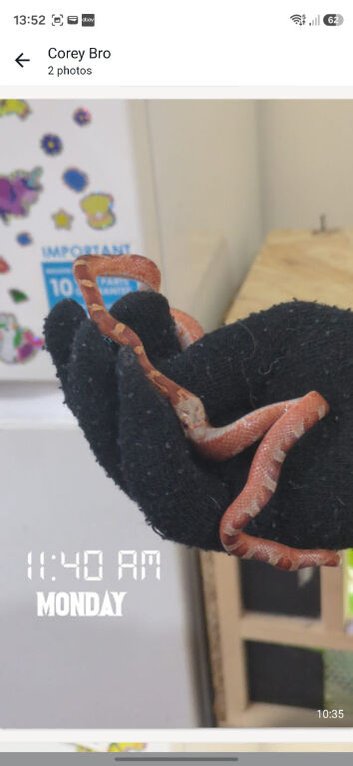 Corn snake