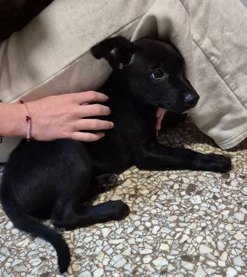 Kelpie cross puppies, 1 black male available