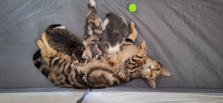 Bengal cross kittens for sale