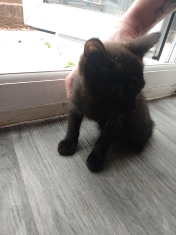 Female Kitten