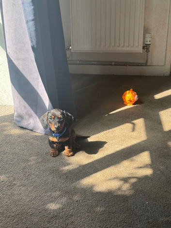 KC Miniature smooth Black and Tan boy