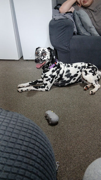 Dalmation for sale