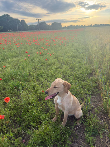 beautiful labrador for sale