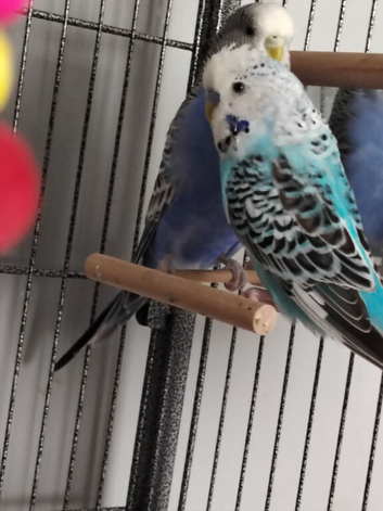 2 budggies