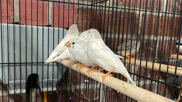 Zebra finches