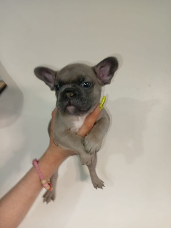 Beautiful litter of French bulldog puppies