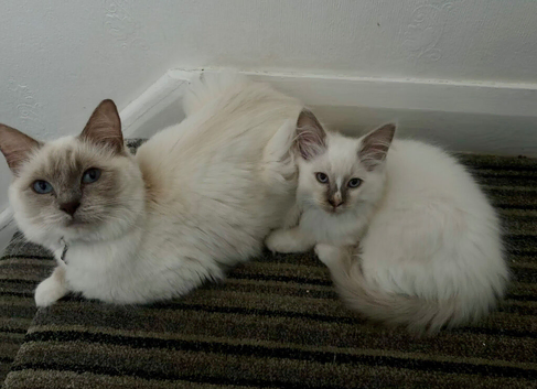 11 weeks old Ragdoll kitten