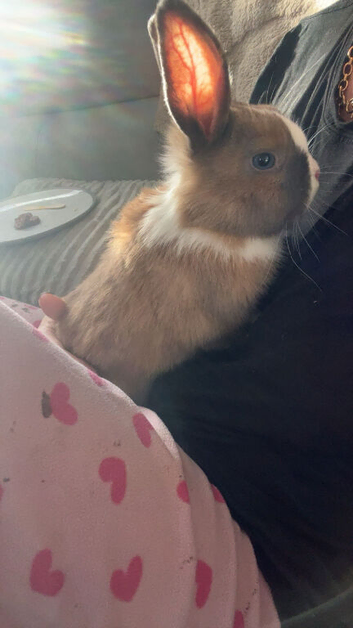 2 female rabbits