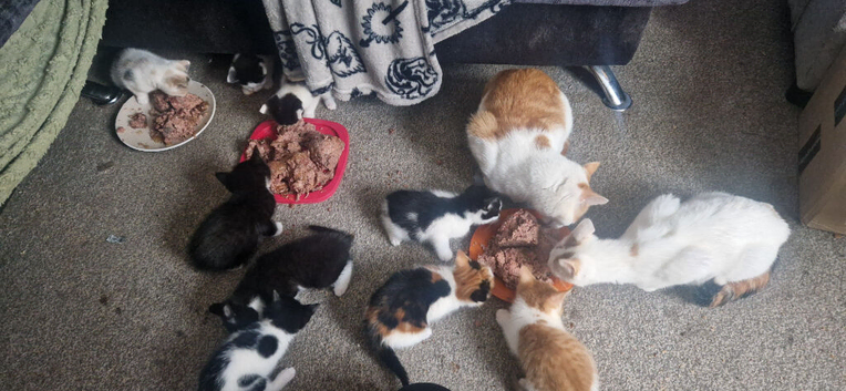 Beautiful kittens for sale