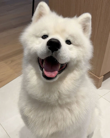 I Meet Bailey, our gorgeous fluffy Samoyed with the sweetest personality!