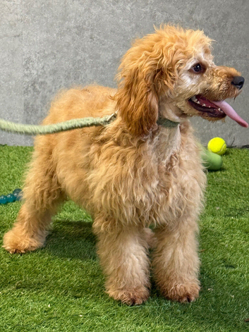 Ted most loving boy perfect family boy