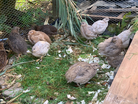Young Japanese Coturnix Quail Mixed colours
