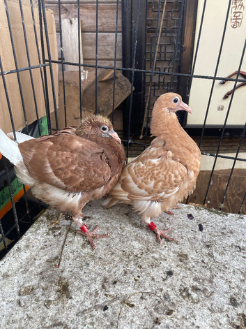 Chocolate Muleumans racer pigeons for sale in y