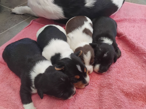 3 left Jack Russell puppies ready 15th of July