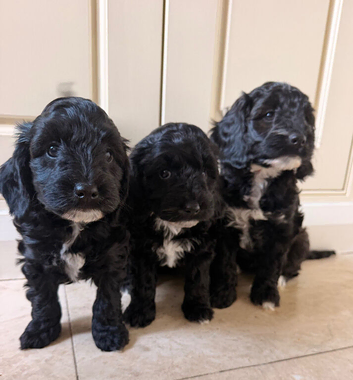3 gorgeous cockapoo girls
