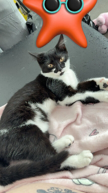 Kitten for sale