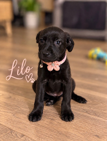 Labrador Boxerdore pups