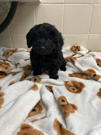 Cockapoo puppy