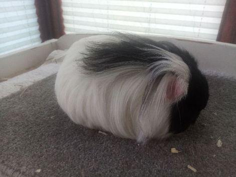 Texel /sheltie Guinea pig pair