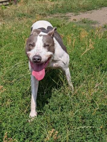 Game bred bull grey