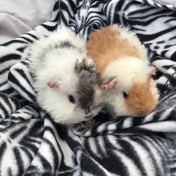Baby Fluffy Guinea Pigs Ready Now