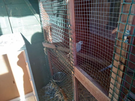 Fancy pigeons for sale