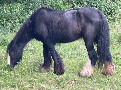 Heavy weight cob mare 14.3