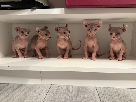 Elf Sphynx kittens