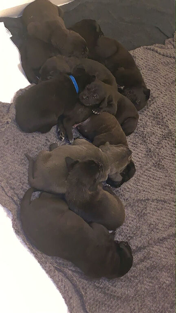 Cane corso corded Neapolitan mastiff