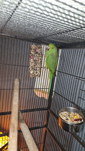 Indian ringneck female
