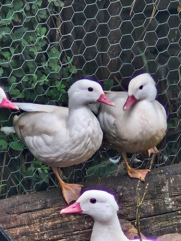 White/Silver Mandarin Ducks 2026